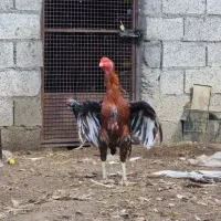 خروس لاری قلم سبز|حیوانات مزرعه|رشت, کوی مهر|دیوار