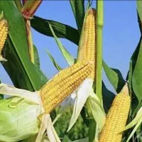 ذرت علوفه ای