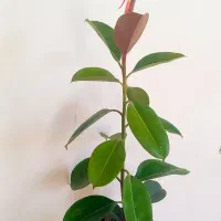 گل طبیعی|گل و گیاه طبیعی|خرمآباد, |دیوار