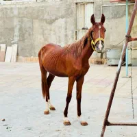 اسب|اسب و تجهیزات اسب‌سواری|حمیدیه, |دیوار