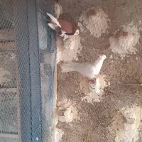 ۵ عدد کفترپریشی خوب به درد بخور بفروش می‌رسد|پرنده|پاکدشت, پاکدشت (مامازند)|دیوار