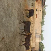 فروش 25 راس گوساله نر دورگ محلی جنس