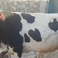 گاو گوساله ماده برای داشت  اول شکم|حیوانات مزرعه|کرمانشاه, |دیوار