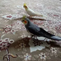 عروس هلندی نر و ماده|پرنده|تهران, اتابک|دیوار