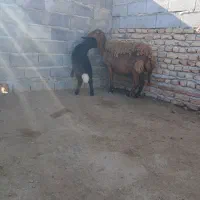 گوسفند بره دار