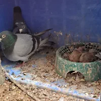 کبوتر معاوضه