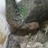 معاوضه طاووس با گوشی