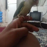 طوطی کرنچیگ