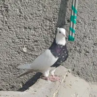 طوقی زرین سیاه نر