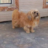سگ شیتزو