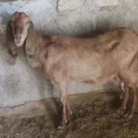 یک راس بز پاکستانی