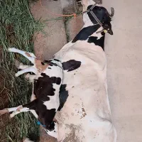 گاو هلشتاین با گوساله