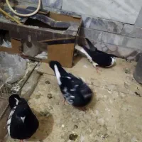 کبوتر
