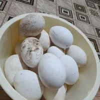 تخم غاز نطفه دار درجه یک