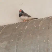 فنچ کینگ|پرنده|قم, پردیسان|دیوار