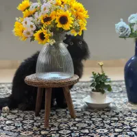 گربه مینکون میکس پرشین