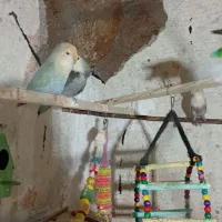 معاوضه جفت برزیلی مولد