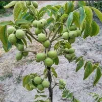 نهالستان صنوبر و گردو و بادامدر نهالستان زرینه