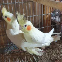 عروس‌هلندی  لوتینو (چشمقرمز)