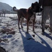 سگ گیله|سگ|نوده انقلاب, |دیوار