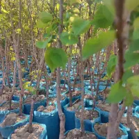 نهال گلدانی قیصی سلطنتی