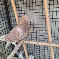 کبوتر زردی|پرنده|تهران, صادقیه|دیوار