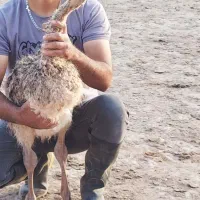 جوجه شترمرغ بهترین نژاد برای پلوار قیمت استثنائی|حیوانات مزرعه|مشهد, امام رضا (ع)|دیوار