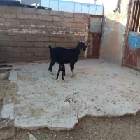 گوسفند دوماه آبستن وبز بزغاله نر|حیوانات مزرعه|دهلران, |دیوار