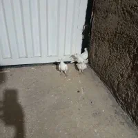 کبوتر سار|پرنده|گنبد کاووس, |دیوار