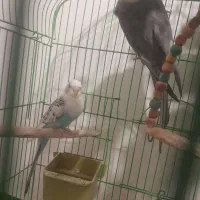 عروس هلندی و مرغ عشق|پرنده|بناب, |دیوار