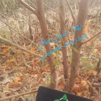 بن دار باکیفیت و اصلاح شده از باغ مادری نهالستان|خدمات باغبانی و درختکاری|سنندج, |دیوار