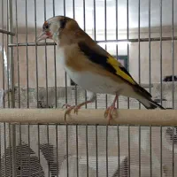 پنج سره ماده داغسررسمی بهاره جوجه قفس|پرنده|تهران, خانی آباد نو شمالی|دیوار