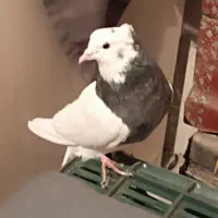 طوقی نر جوان.لکه دار روی کت.قیمت 200