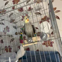 عروس هلندی|پرنده|محمدشهر, شهرک پیام (مهرالبرز)|دیوار