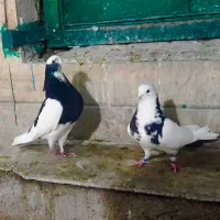 کفتر کبوتر جفت ابلغ تیکه پاره بعداز ظهری با جوجه