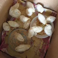 جوجه گوشتی|حیوانات مزرعه|گرمی, |دیوار
