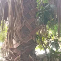 باغبانی وفضای سبز