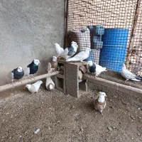 12 عدد کبوتر طوقی ..شامی ..