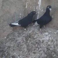 یه جفت قارا سیاه نرماده‌|پرنده|تاکستان, |دیوار