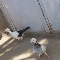 نرو ماده عتیقه|پرنده|زهک, |دیوار