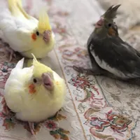 جوجه طوطی عروس اماده اموزش|پرنده|قائم‌شهر, |دیوار