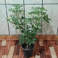 شفلرا طلایی|گل و گیاه طبیعی|ایذه, |دیوار