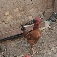 یک عدد خروس جوان|حیوانات مزرعه|زابل, |دیوار