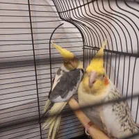 جفت عروس هلندی نر  و ماده|پرنده|مشهد, الهیه|دیوار