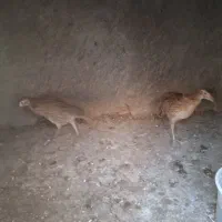 مرغ زیبا