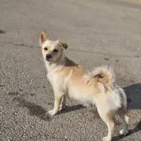 واگذاری پامراشپیتز