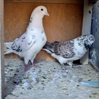 کفتر پرشی|پرنده|کرج, خرمدشت|دیوار