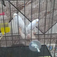 مرع عشق هلندی|پرنده|حمیدیه, |دیوار