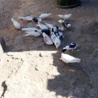 کفتر ابلق پرشی|پرنده|سیرجان, |دیوار