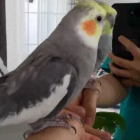 فروش عروس هلندی بهترین نژاد..|پرنده|کوهدشت, |دیوار